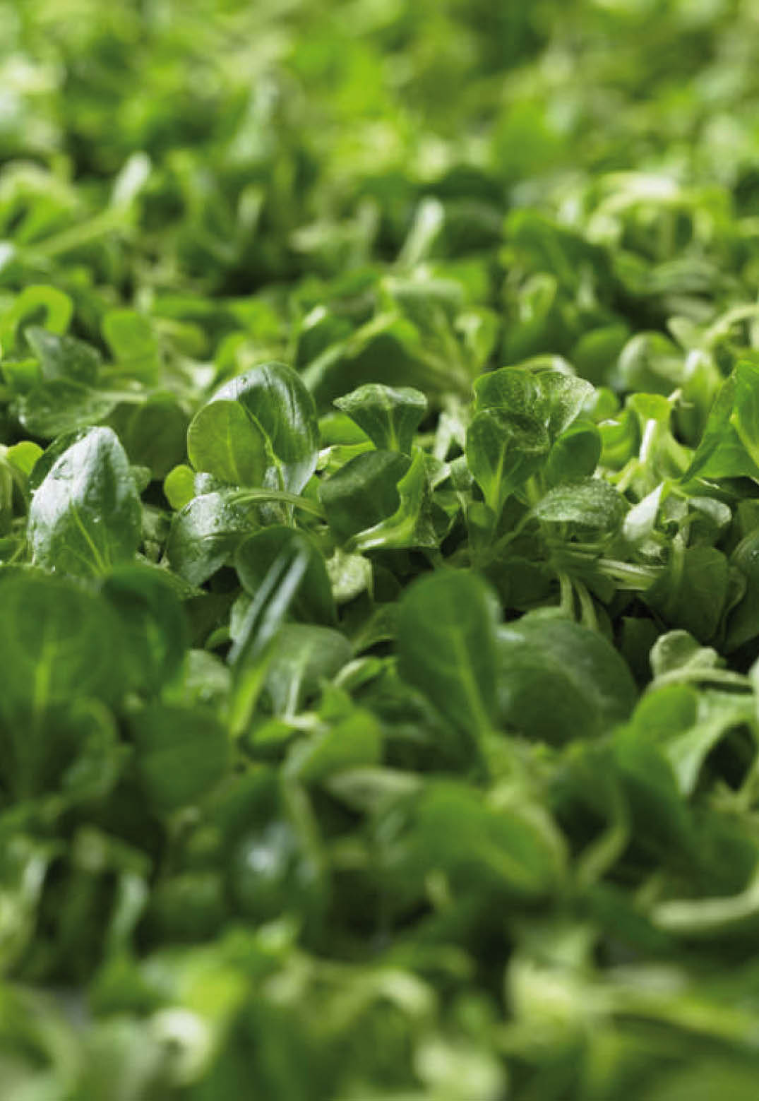 Angebot Maerz Angebot Maerz verschiedene Foodbilder